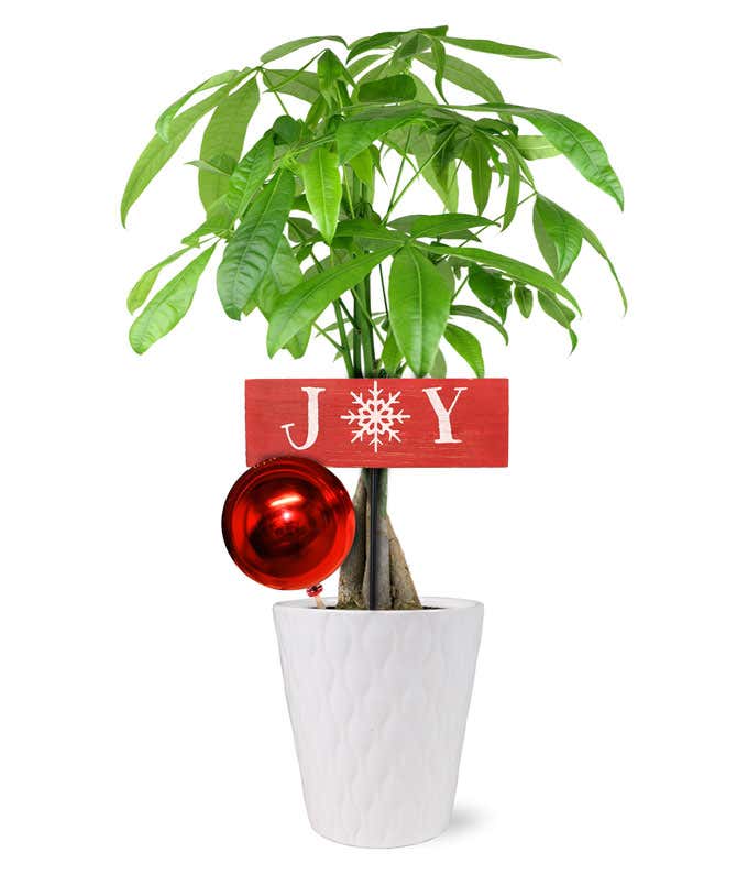 Holiday Joy Money Tree