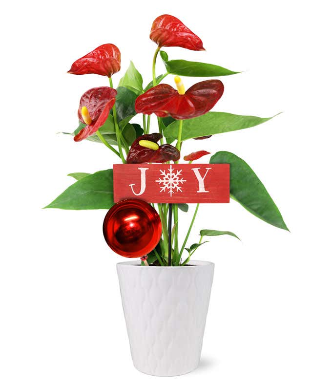 Holiday Joy Red Anthurium