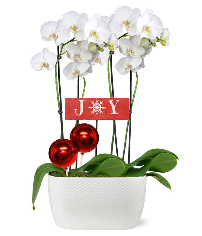 Holiday Joy White Orchid Duo