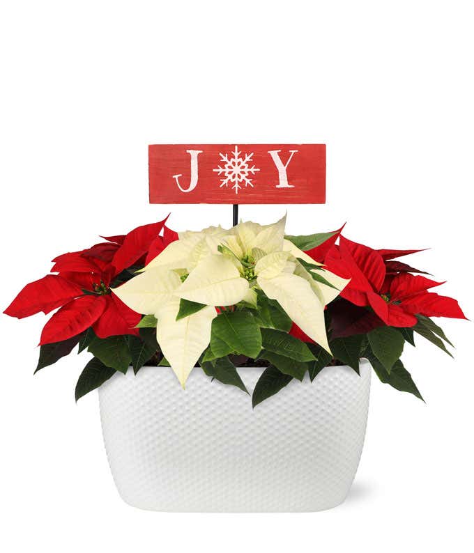 Holiday Joy Red & White Poinsettia 