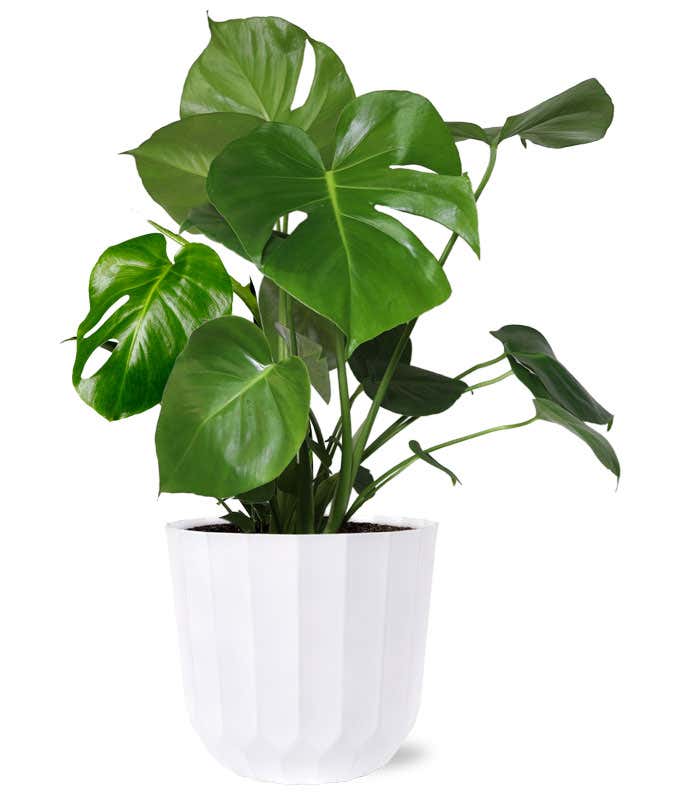 A green monstera plant in a white container 