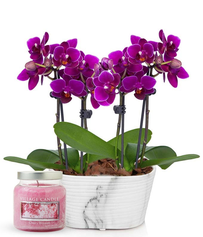 Vibrant Purple Orchid and Cherry Blossom Candle Set at From You