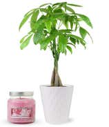 Calm & Fortune Gift Set