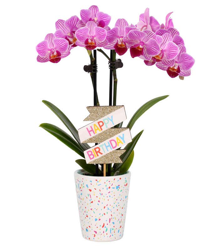 Alt tag: Lavender orchid plant with vibrant purple accents on its delicate blooms, decorated with a colorful 
