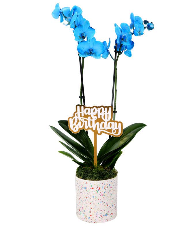 Blue orchid plant with vibrant blooms, displayed in a festive white planter with a confetti pattern, accompanied by a gold and white 