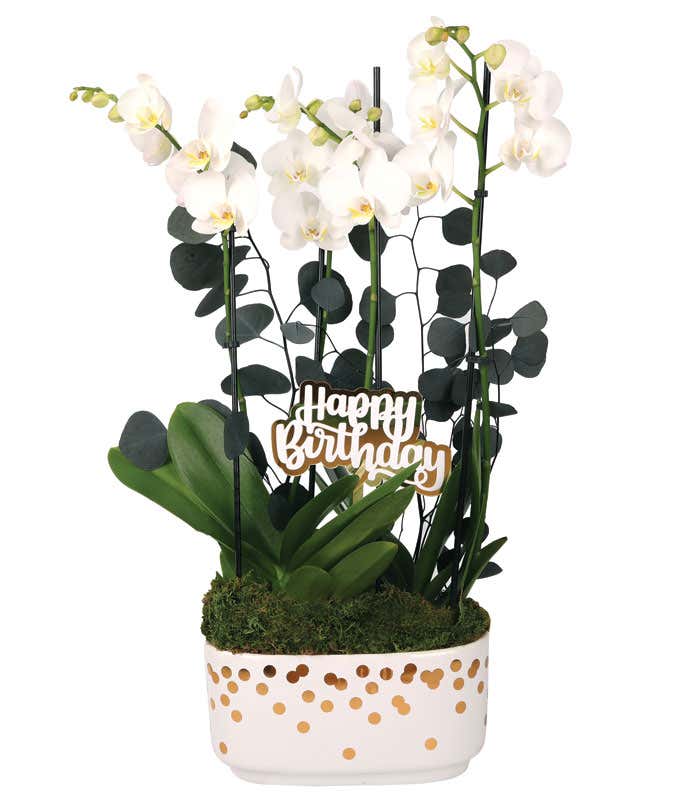 White orchid plant with elegant blooms and lush green leaves, accented by preserved eucalyptus and a gold 