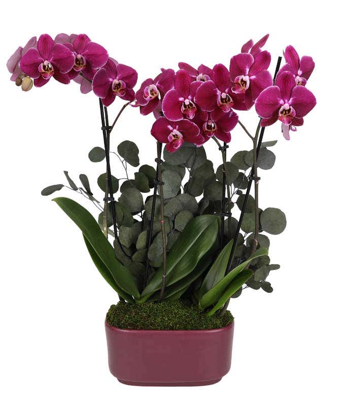 Deep burgundy orchid plant with vibrant blooms and lush green leaves, accented by preserved eucalyptus, displayed in a glossy magenta rectangular planter.