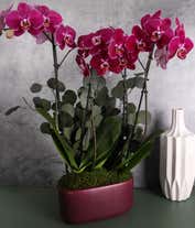 Alternative image 1 for Deep burgundy orchid plant with vibrant blooms and lush green leaves, accented by preserved eucalyptus, displayed in a glossy magenta rectangular planter.