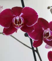 Alternative image 2 for Deep burgundy orchid plant with vibrant blooms and lush green leaves, accented by preserved eucalyptus, displayed in a glossy magenta rectangular planter.