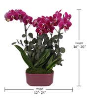 Alternative image 3 for Deep burgundy orchid plant with vibrant blooms and lush green leaves, accented by preserved eucalyptus, displayed in a glossy magenta rectangular planter.