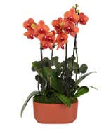 Salmon Orchid Duo with Eucalyptus