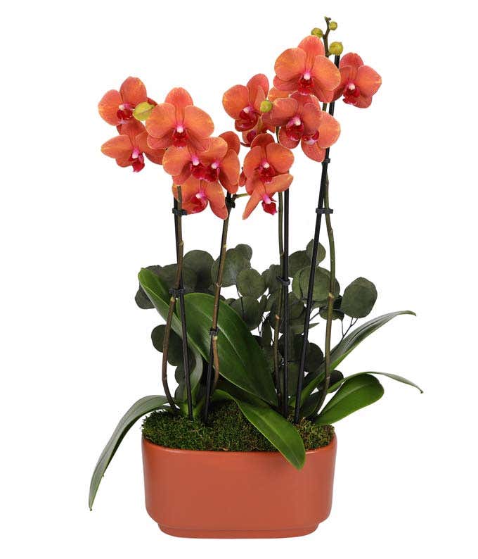 Orange orchid plant with vibrant blooms and lush green leaves, complemented by preserved eucalyptus accents, displayed in a glossy orange rectangular planter.