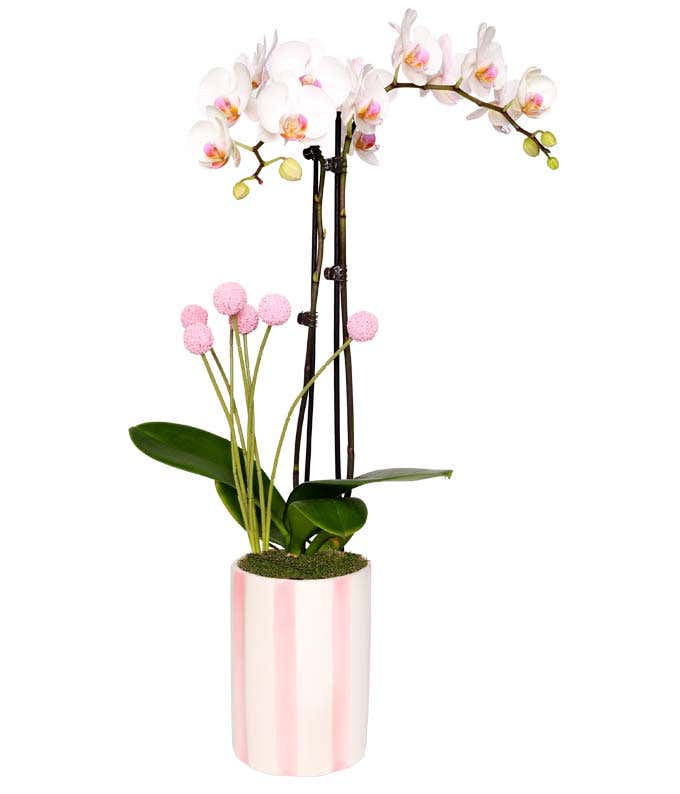 White orchid plant with delicate pink accents on the blooms, lush green leaves, and pink billy balls, displayed in a tall white and pink striped cylindrical planter.