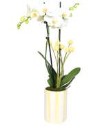 Whimsical White & Yellow Orchid
