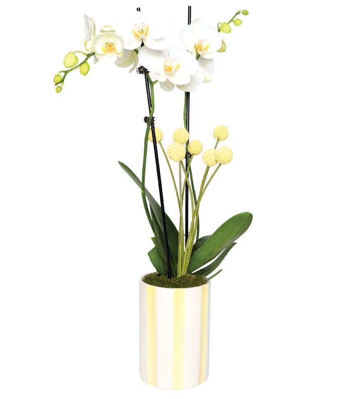 Alt tag: White orchid plant with delicate pink accents on the blooms, lush green leaves, and pink billy balls, displayed in a tall white and pink striped cylindrical planter.