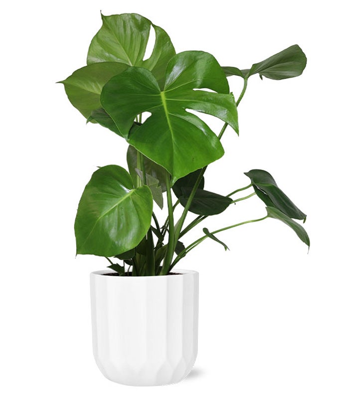 Lush Monstera Plant at From You Flowers
