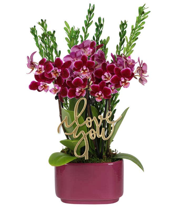 Burgundy orchid plant with multiple blooms and green leaves, accented by preserved eucalyptus stems and displayed in a deep purple rectangular planter, featuring an 