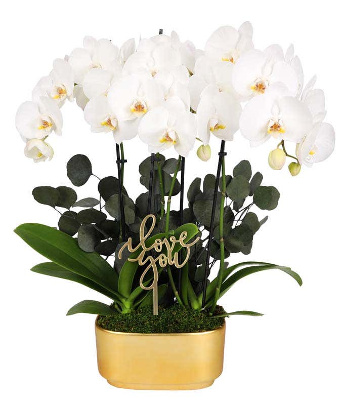 White orchid plant with multiple blooms and green leaves, accented by preserved eucalyptus stems and displayed in a gold rectangular planter, featuring an 