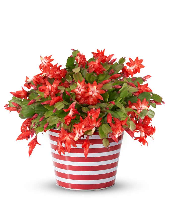 Festive red holiday cactus in full bloom with vibrant red and white striped pot, featuring lush green foliage and vivid red flowers, creating a cheerful, seasonal display.