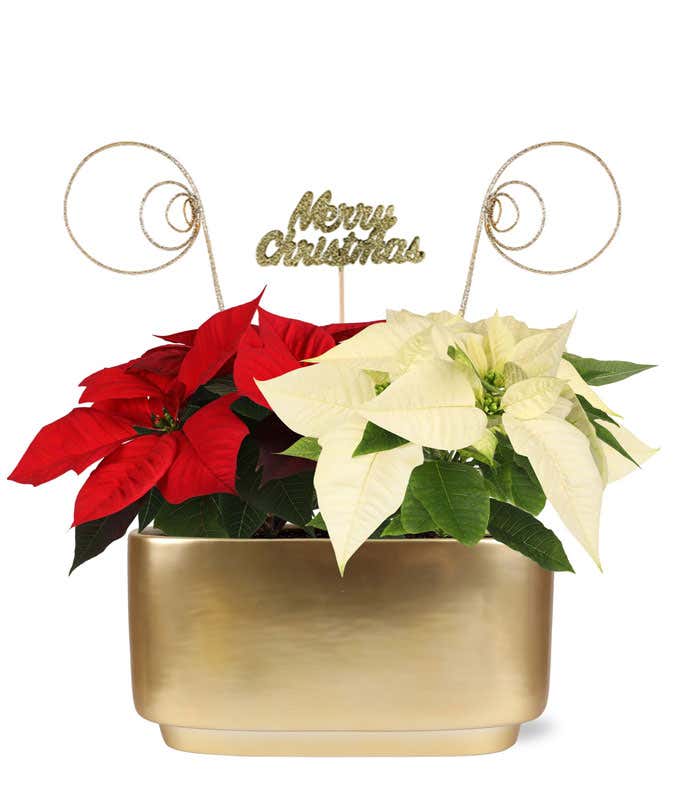 Alt tag: A festive arrangement of red and white poinsettias in a sleek gold container, adorned with a glittery Merry Christmas pick and decorative gold spiral accents extending from the back.