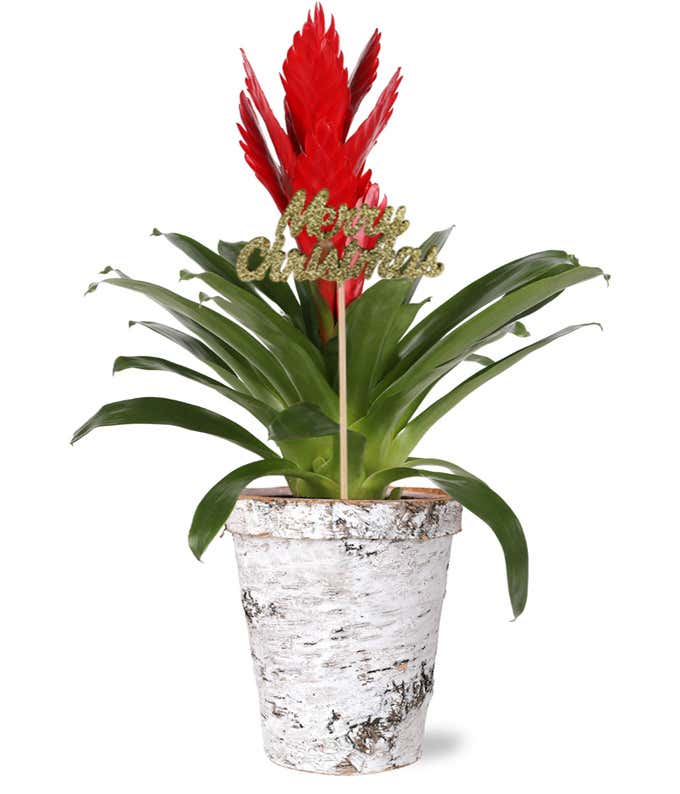 A vibrant red bromeliad plant in a rustic whitewashed pot, adorned with a glittery Merry Christmas pick on a wooden stick nestled among the lush green leaves.