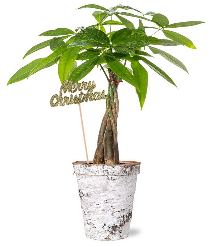 A braided money tree plant in a rustic whitewashed pot, adorned with a glittery Merry Christmas pick on a wooden stick nestled among the lush green leaves.