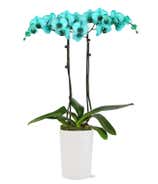 Turquoise Waters Orchid