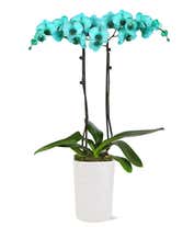 Elegant double-stemmed orchid with striking turquoise blooms and dark stems, supported by black stakes. Lush green leaves extend from the base, which is nestled in a glossy white ceramic pot with a textured design, topped with a layer of green moss.
