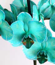 Alternative image 1 for Elegant double-stemmed orchid with striking turquoise blooms and dark stems, supported by black stakes. Lush green leaves extend from the base, which is nestled in a glossy white ceramic pot with a textured design, topped with a layer of green moss.