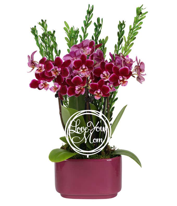 Live orchid plant with vibrant fuchsia-purple blooms and broad green leaves in a white ceramic pot with a marble pattern, accompanied by a Cherry Blossom scented glass jar candle.