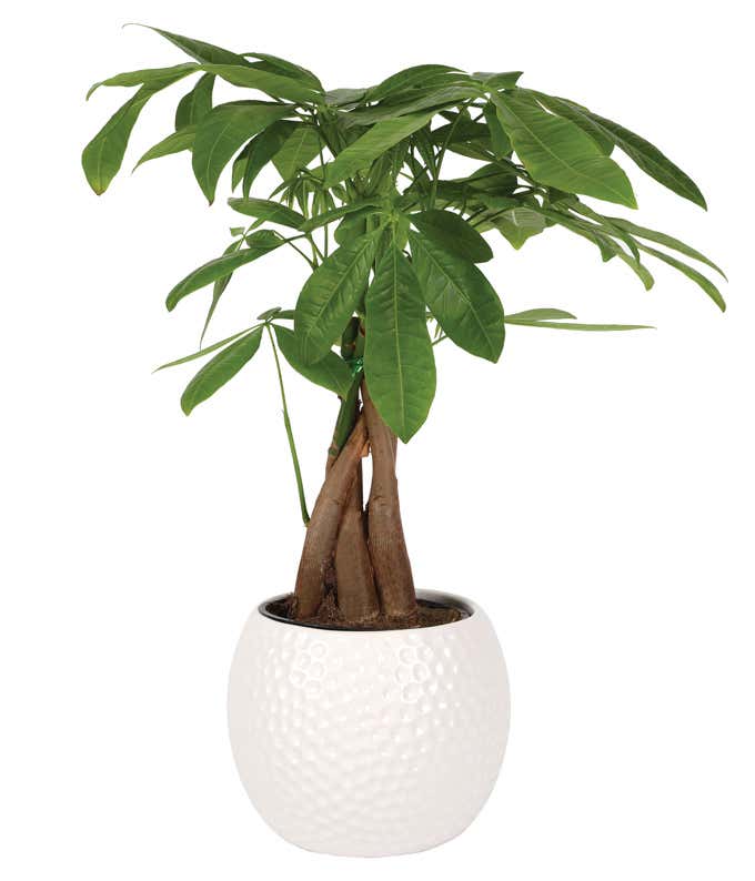 Money tree plant with a braided trunk in a white ceramic pot designed to resemble a golf ball, featuring a dimpled texture.