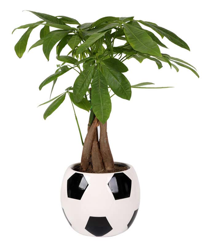Money tree plant with a braided trunk in a white ceramic pot designed to look like a soccer ball, featuring black pentagon patterns.