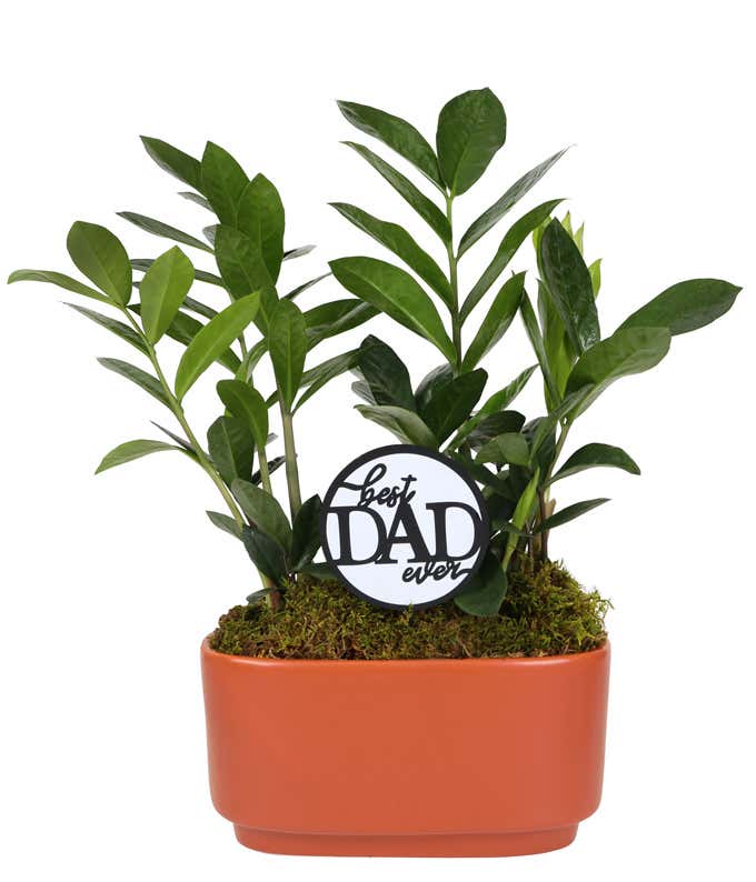 ZZ plant with glossy green leaves in a rectangular orange ceramic container, topped with moss and a round Best Dad Ever sign.