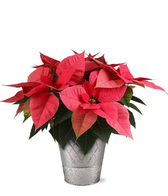 Red Poinsettia in a Silver Container with Argyle design