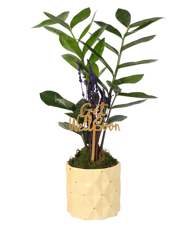 Get Well ZZ Plant with Lavender at From You Flowers