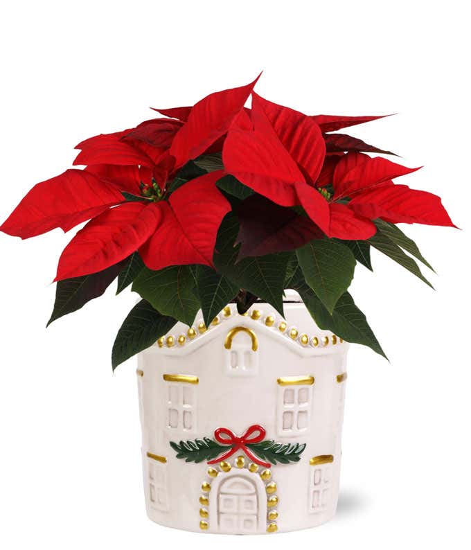 Red poinsettia plant displayed in a white ceramic container designed like a festive house, featuring gold accents and a wreath with a red bow.