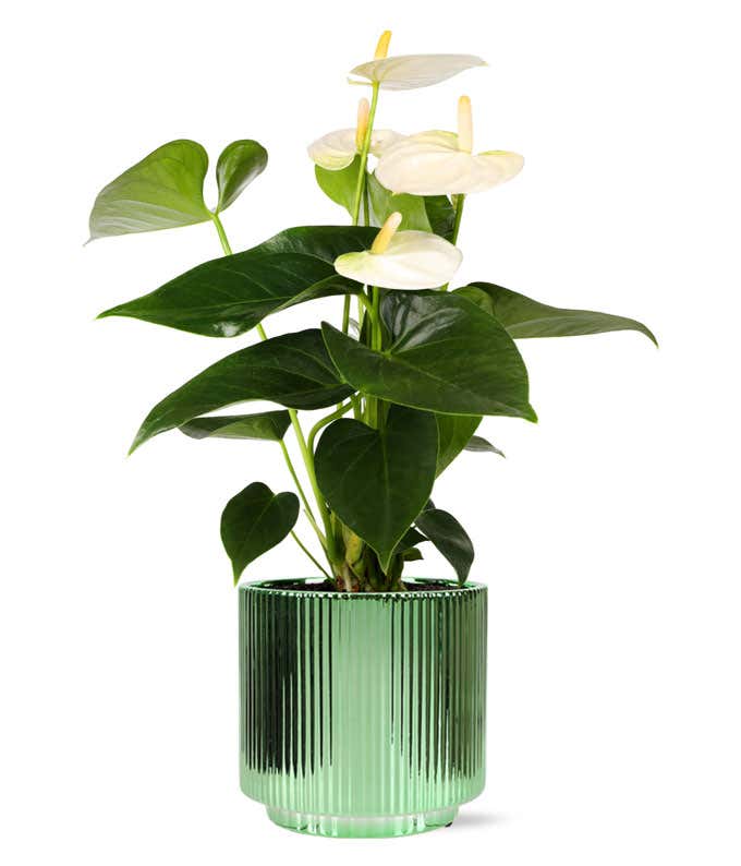 White anthurium plant with glossy green leaves displayed in a ribbed light green ceramic container.