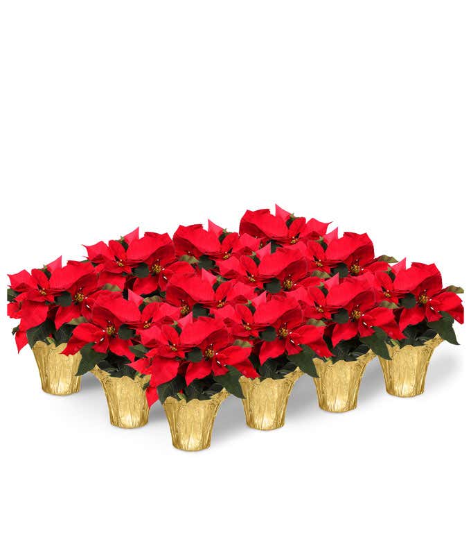 Twelve Red Poinsettia Plants with Gold Foil Wrap