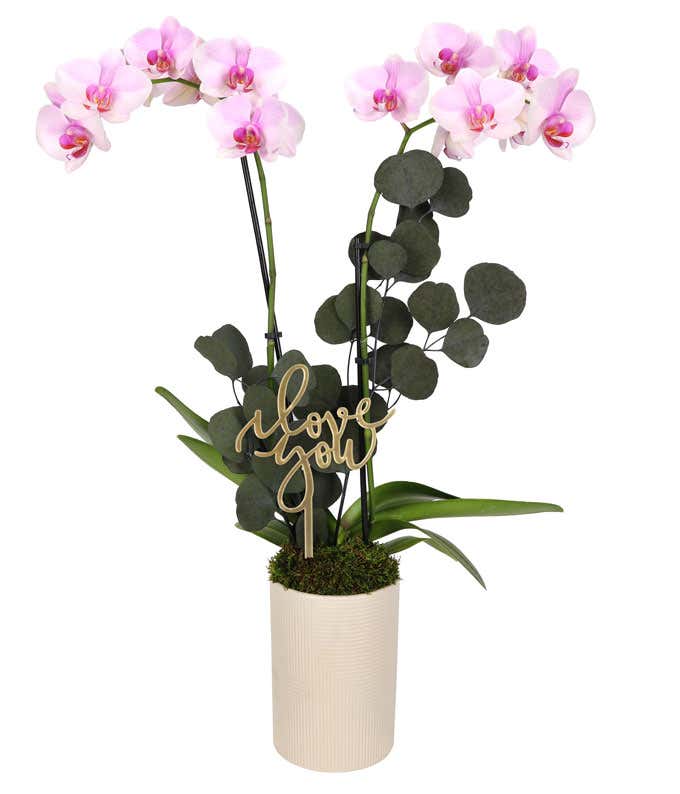 Pink orchid plant with two arching stems of soft pink blooms, green foliage, eucalyptus accents, and a gold love you pick arranged in a tall beige textured ceramic planter.