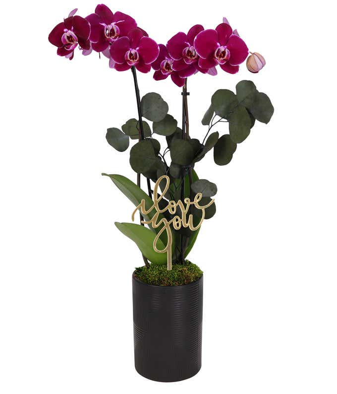 Dark purple orchid plant with cascading blooms and lush green foliage in a black ceramic planter, accented with a gold I love you decorative pick.