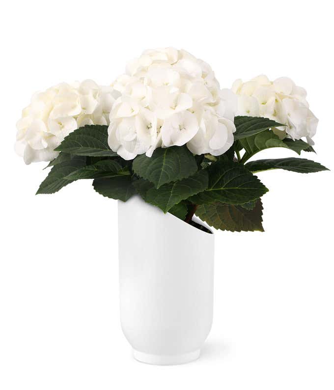 White Hydrangea in a white ceramic cylinder container