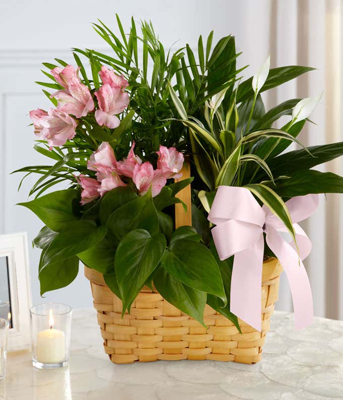 Living Spirit Dishgarden