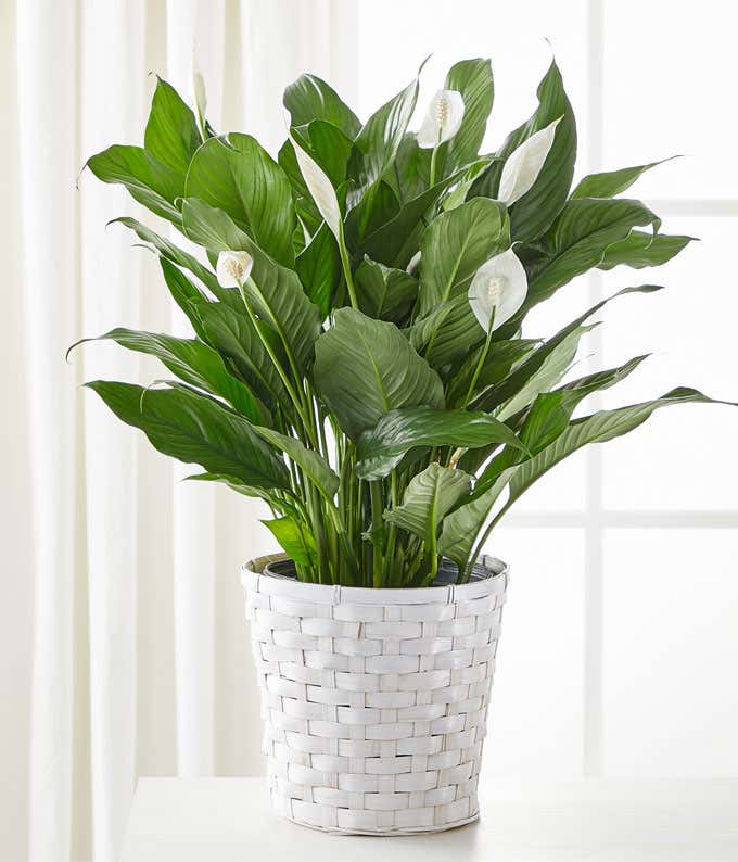 A New Leaf Peace Lily