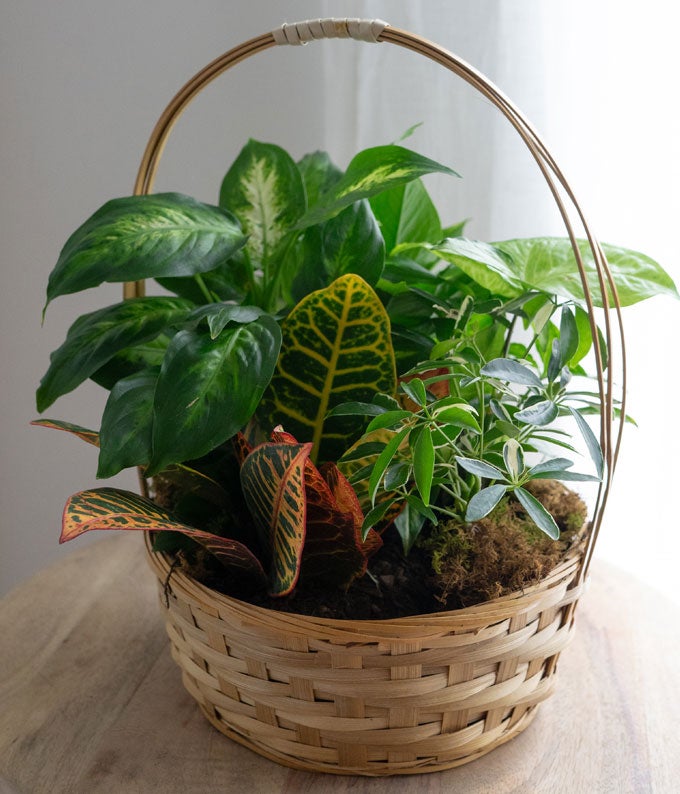 グリーンバスケット Emerald Garden Basket at From You Flowers