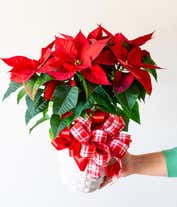 Alternative image 2 for Red Poinsettia Plant 