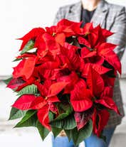 Alternative image 3 for Red Poinsettia Plant 