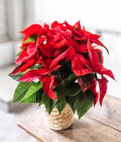 Alternative image 4 for Red Poinsettia Plant 