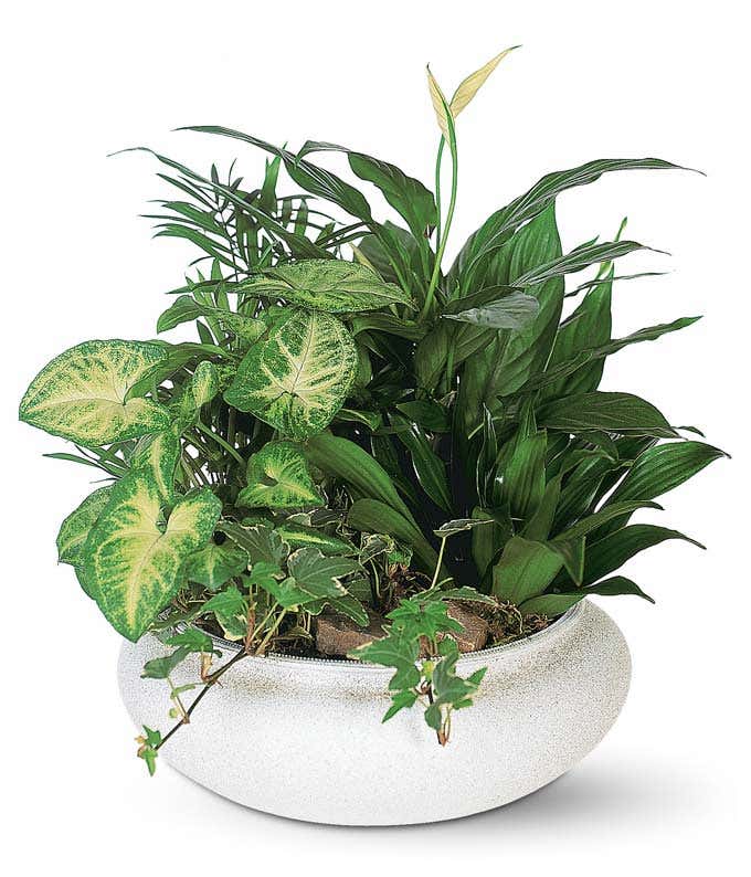 Dish garden gift with Dracaena, Variegated Ivy, Palm, Green Spathiphyllum, White Butterfly Syngonium, and a 9-inch white container.