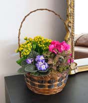 Alternative image 1 for A vibrant arrangement featuring African violet flowers, yellow begonia, hot pink kalanchoe, and white hypoestes, all beautifully presented in a woven handled basket. This colorful and charming mix offers a delightful and eye-catching display.