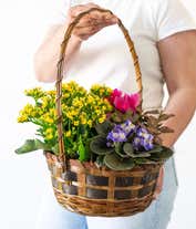 Alternative image 2 for A vibrant arrangement featuring African violet flowers, yellow begonia, hot pink kalanchoe, and white hypoestes, all beautifully presented in a woven handled basket. This colorful and charming mix offers a delightful and eye-catching display.